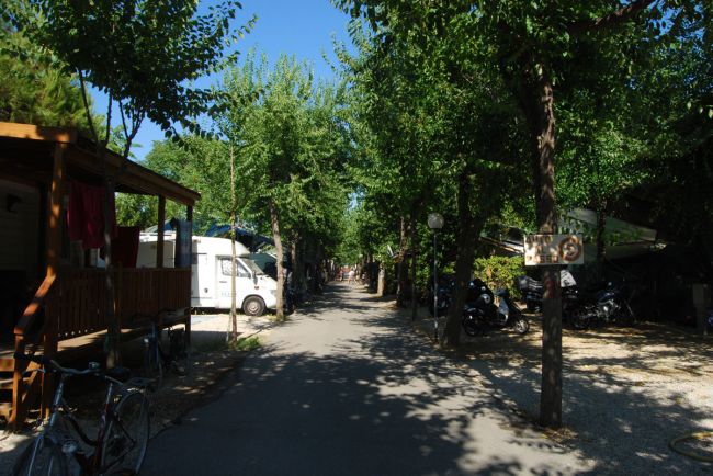 Tree-lined path with parked campers.