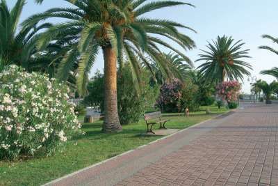 Una passeggiata con palme e cespugli fioriti, costeggiata da una strada e una panchina.