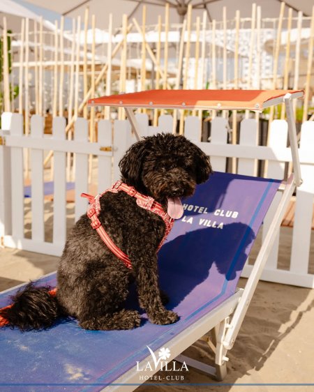 Cane nero seduto su una sedia a sdraio.